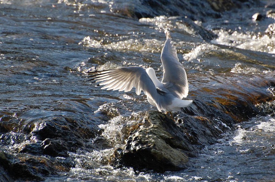 [River Angel]