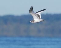 [Sabine's In Flight]
