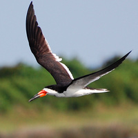 [Black Skimmer]
