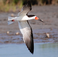 [Black Skimmer]