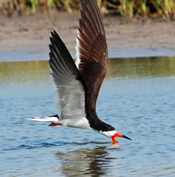 [Black Skimmer]