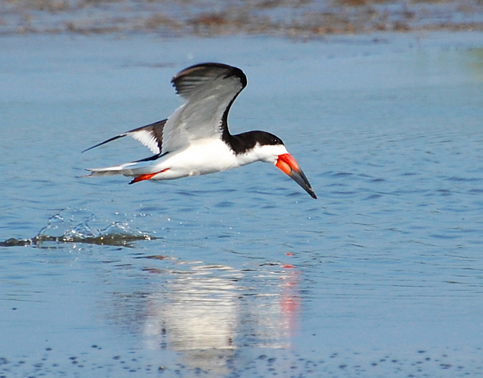 [Black Skimmer]