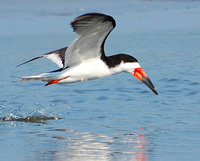 [Black Skimmer]