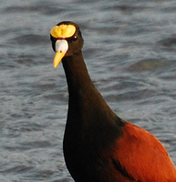 [High Alert]
