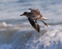 [Black-Bellied Plover]