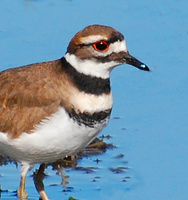 [Killdeer]
