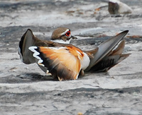 [Killdeer Wing Display]