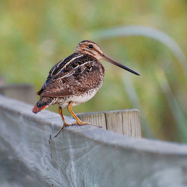 [Wilson's Snipe]
