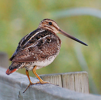 [Wilson's Snipe]