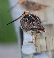 [Wilson's Snipe]
