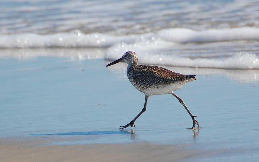 [Willet]