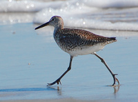 [Willet]