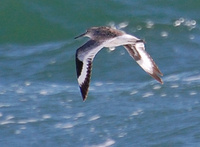 [Willet]