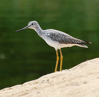 [Greater Yellowlegs]