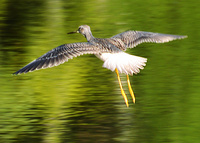 [Greater Yellowlegs]