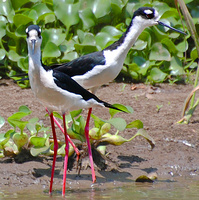 [Wetland Guardian]