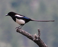 [Black-Billed Magpie]