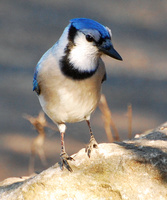 [Blue Jay]