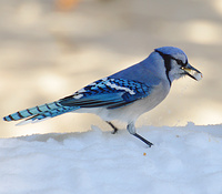 [Blue Jays]