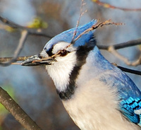 [Nesting Time]