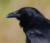 [Fish Crow]