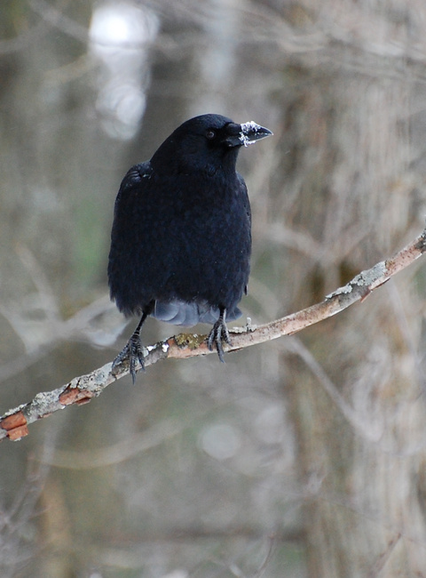 [Frostbeak]