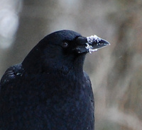 [Frostbeak]