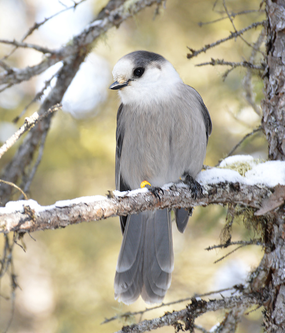 [Canada Jay]