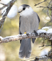 [Canada Jay]