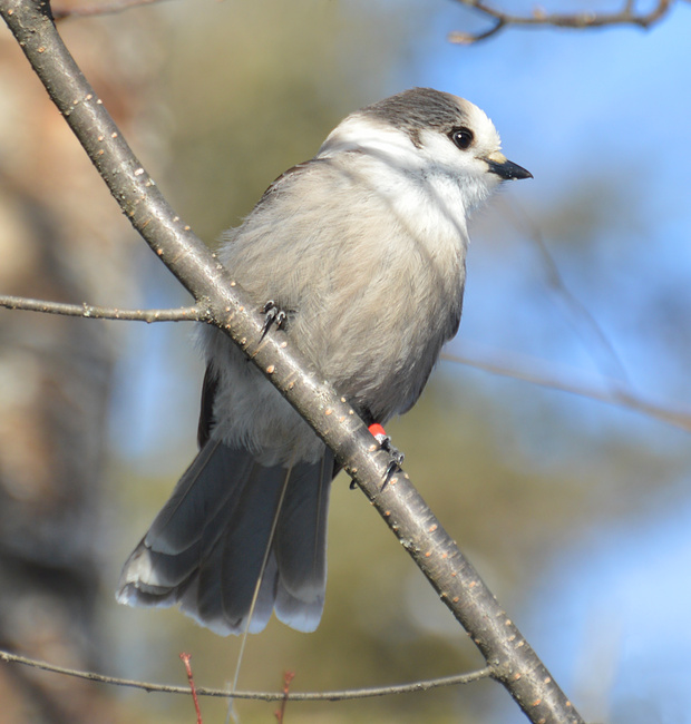 [Canada Jay]