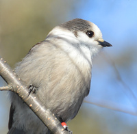 [Canada Jay]