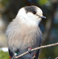 [Canada Jay]