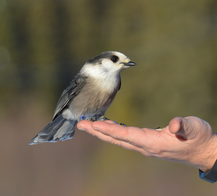 [Canada Jay]