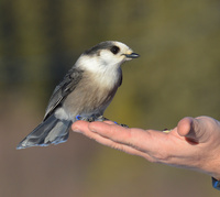 [Canada Jay]