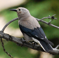 [Clark's Nutcracker]