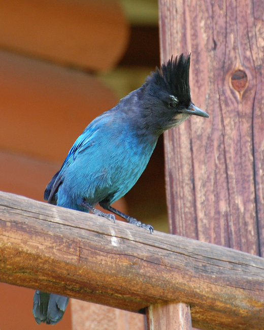 [Steller's Jay]