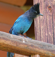 [Steller's Jay]
