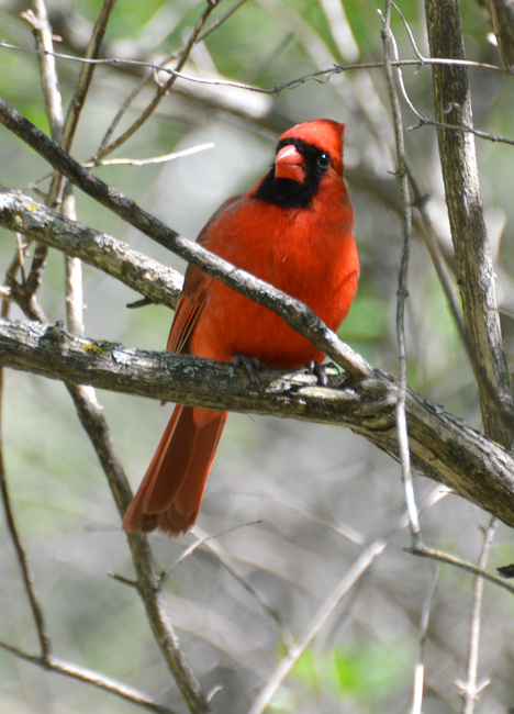 [Northern Cardinal]
