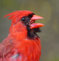 [Northern Cardinal]