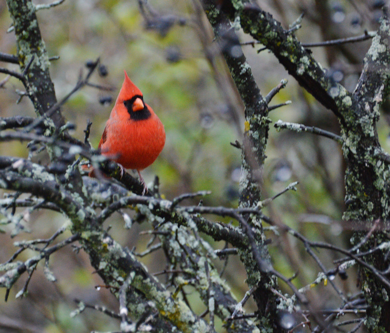 [Northern Cardinal]