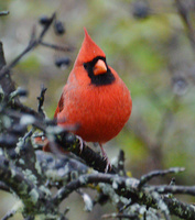 [Northern Cardinal]