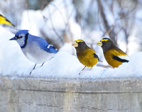 [Blue And Gold]