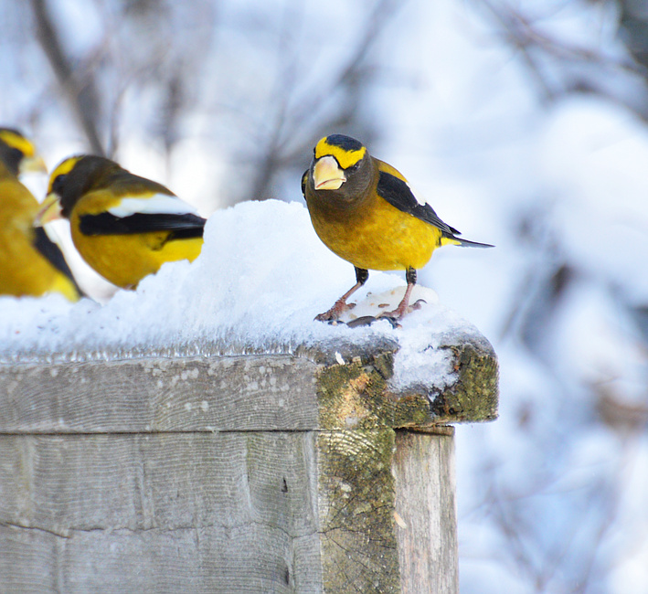 [Evening Grosbeaks]