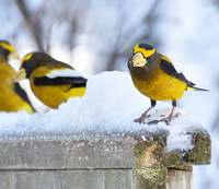[Evening Grosbeaks]