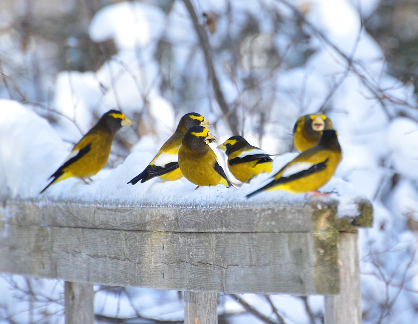 [Fluorescent Grosbeaks]