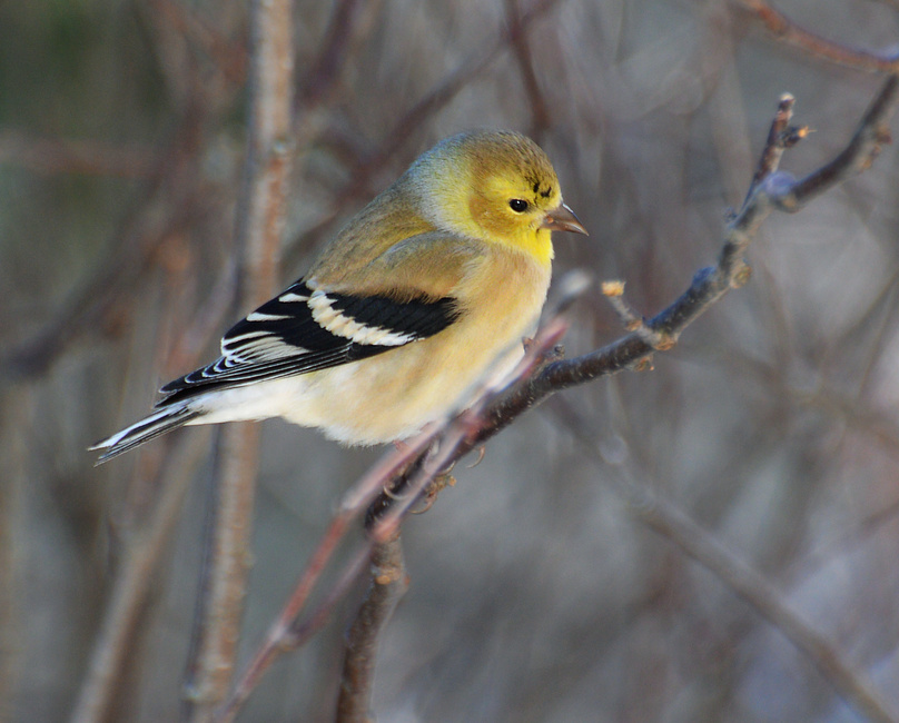 [American Goldfinch]