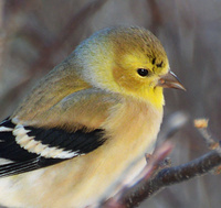 [American Goldfinch]