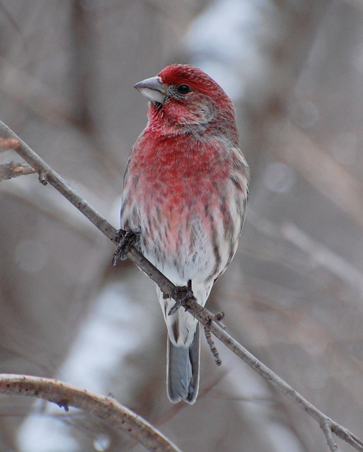 [House Finch]