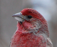 [House Finch]