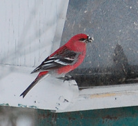 [March Valley Finches]